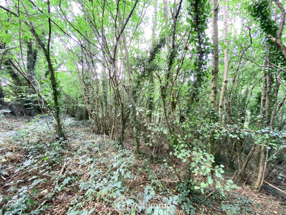 Photo 2 - LE VIEUX MARCHE 22420 à LE VIEUX MARCHE