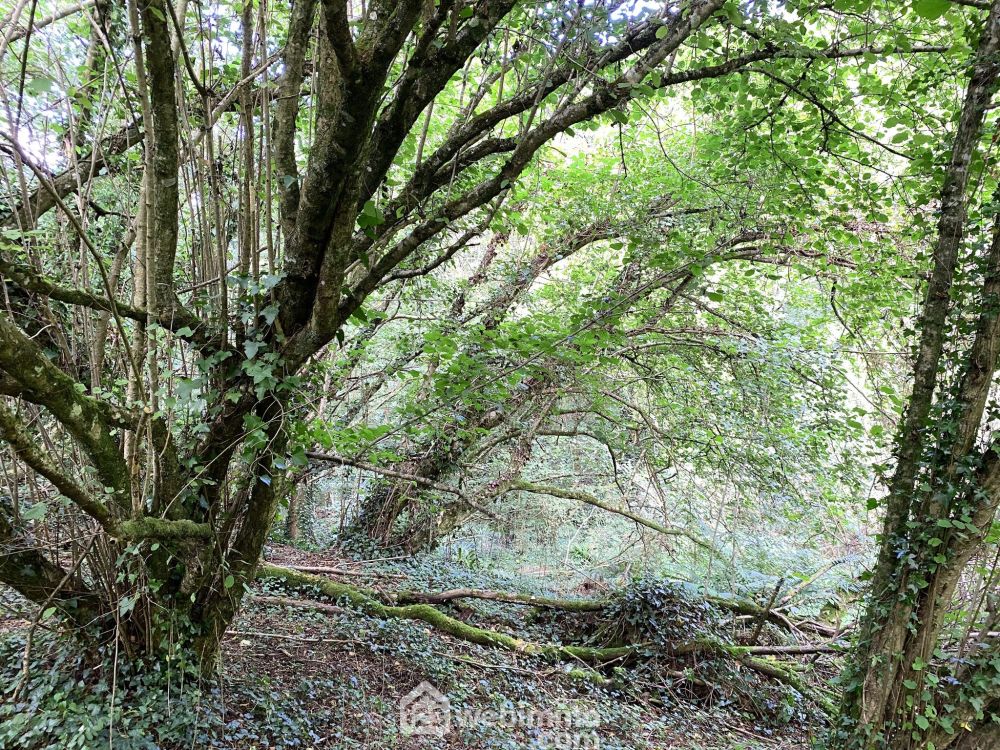 Photo 4 - LE VIEUX MARCHE 22420 à LE VIEUX MARCHE