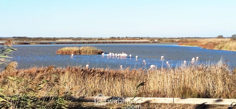 Photo 10 - Saintes-Maries-de-la-Mer 13460 à Saintes-Maries-de-la-Mer