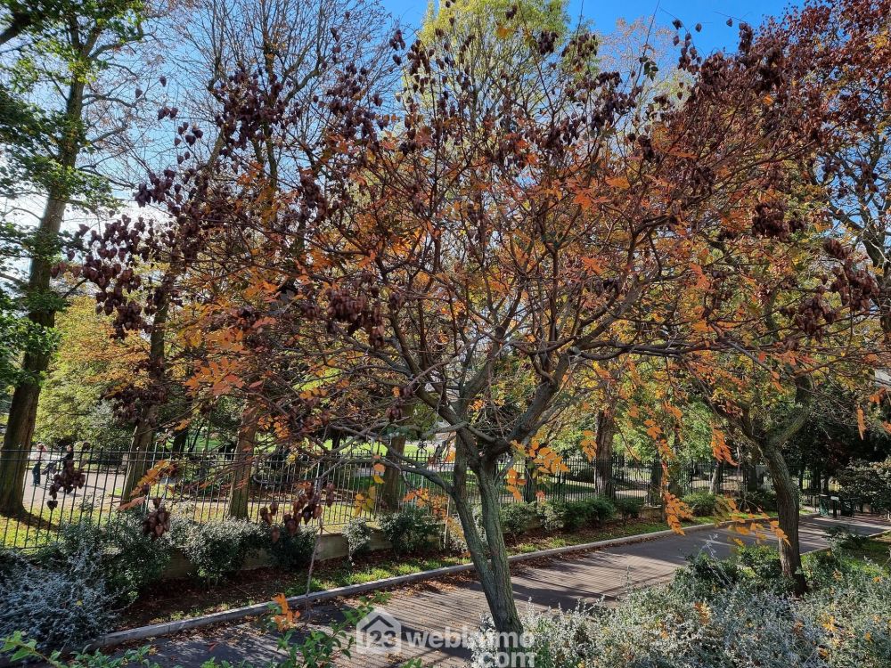 Photo 18 - Choisy-le-Roi 94600 à Choisy-le-Roi