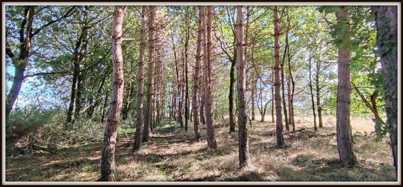 Photo 6 - Sainte-Flaive-des-Loups 85150 à Sainte-Flaive-des-Loups