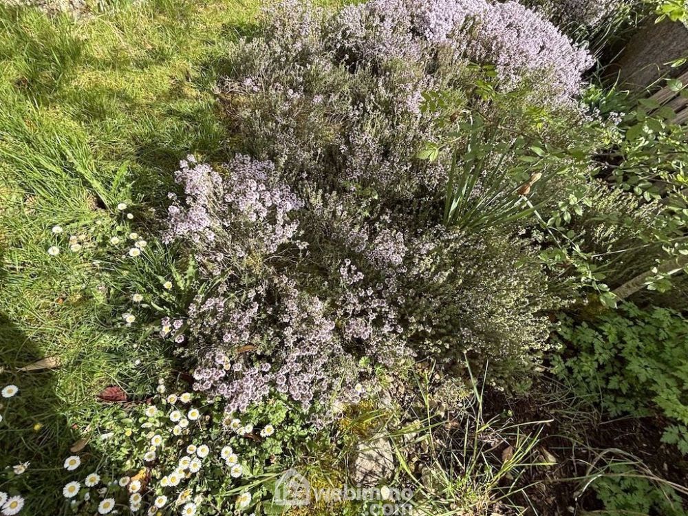 Photo 34 - Saint-Georges-lès-Baillargeaux 86130 à Saint-Georges-lès-Baillargeaux