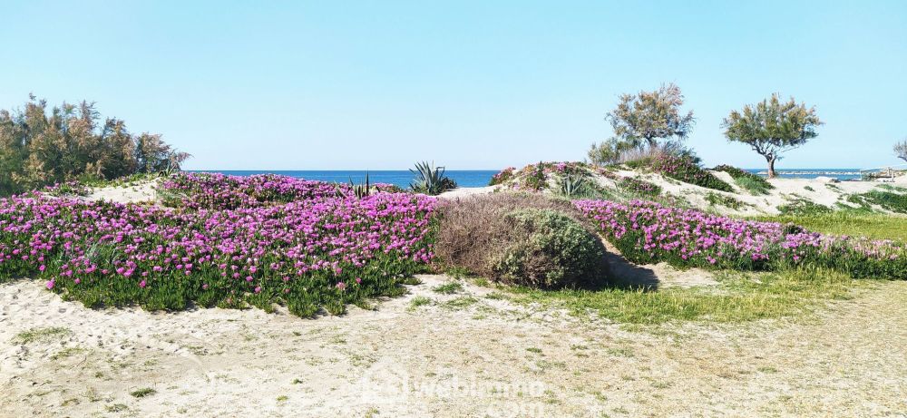 Photo 3 - Saintes-Maries-de-la-Mer 13460 à Saintes-Maries-de-la-Mer