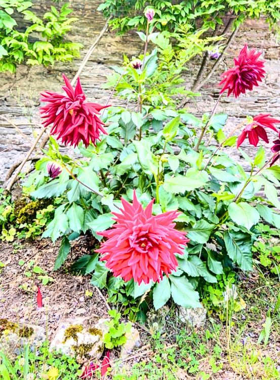 Photo 20 - Ploërmel 56800 à Ploërmel