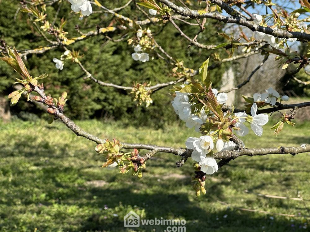 Photo 4 - Mazé-Milon 49630 à Mazé-Milon