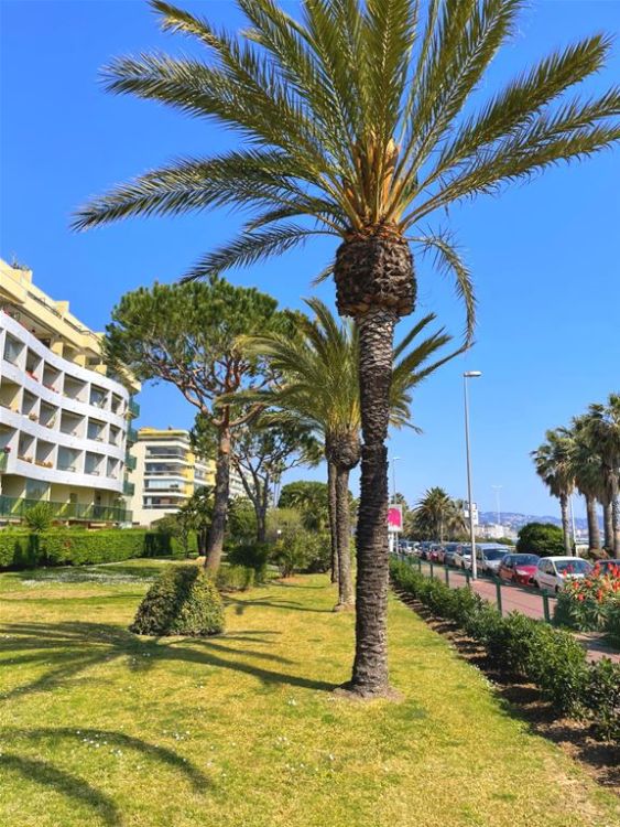 Photo 3 - Cannes 06400 à Cannes