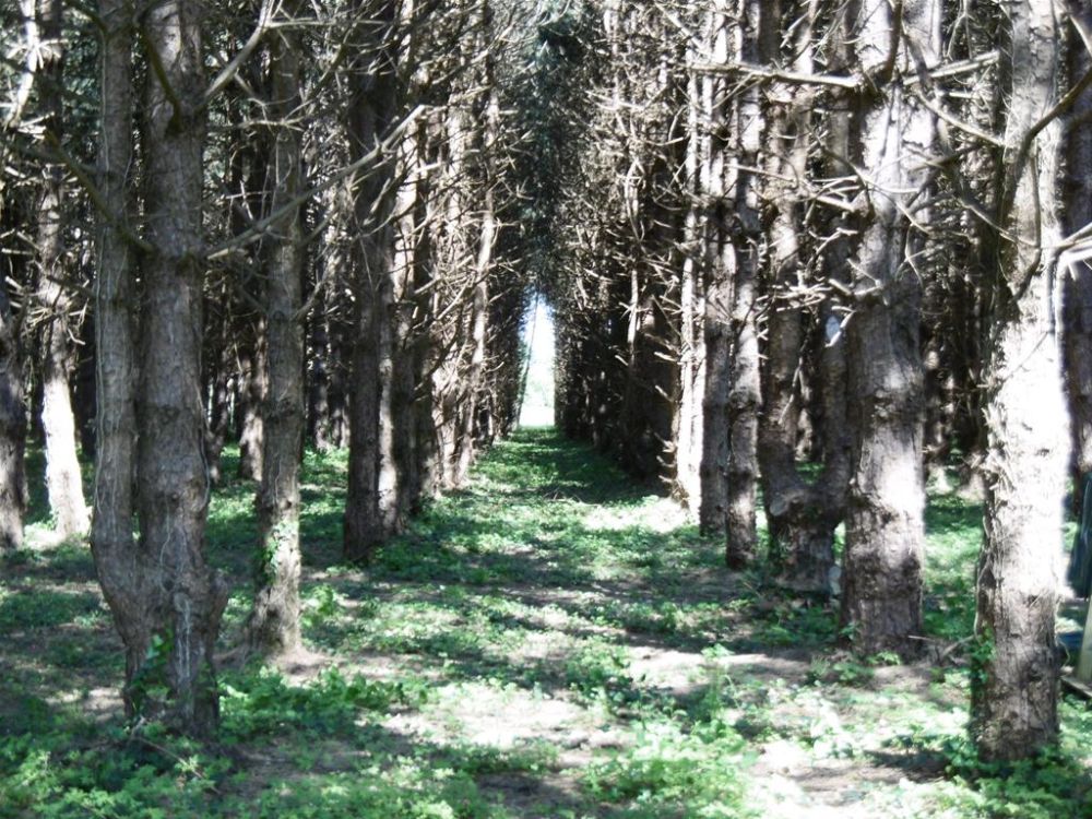 Photo 17 - Grosbreuil 85440 à Grosbreuil