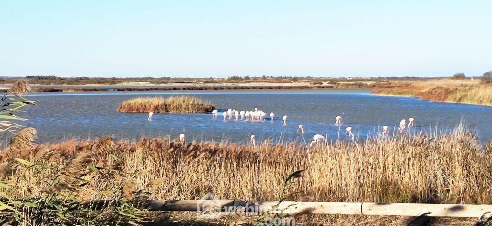 Photo 33 - Saintes-Maries-de-la-Mer 13460 à Saintes-Maries-de-la-Mer