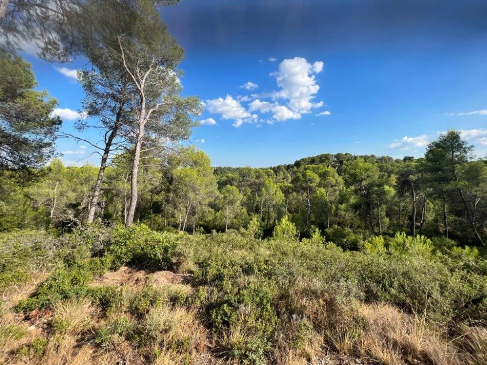 Photo 43 - Saint-Clément-de-Rivière 34980 à Saint-Clément-de-Rivière