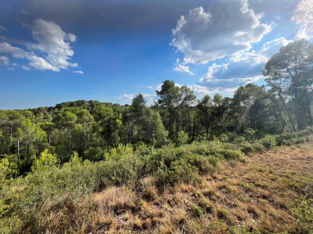 Photo 44 - Saint-Clément-de-Rivière 34980 à Saint-Clément-de-Rivière