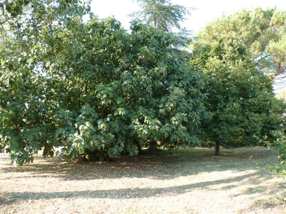 Photo 11 - aubord 30620 à aubord